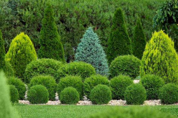 Cost of Bush Shaping Service in Castle Rock