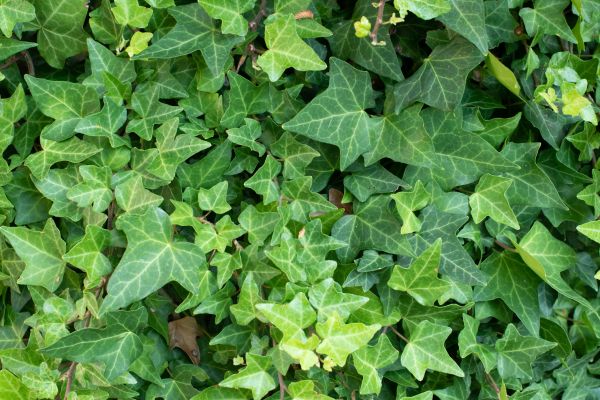 Cost of English Ivy Removal in Castle Rock