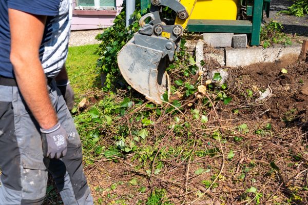 Hedge Removal Service in Castle Rock
