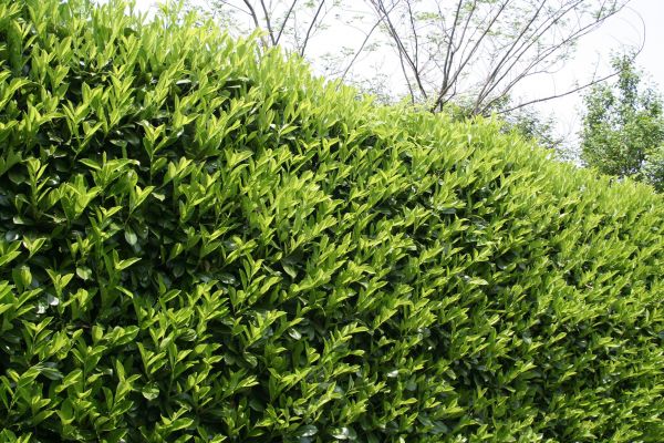 Cost of Laurel Removal in Castle Rock