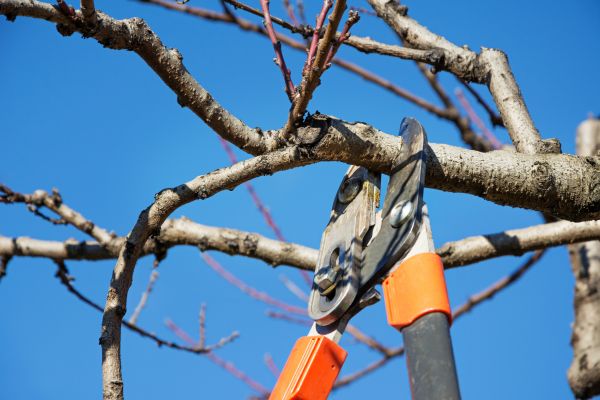 Cost of Pruning Service in Castle Rock