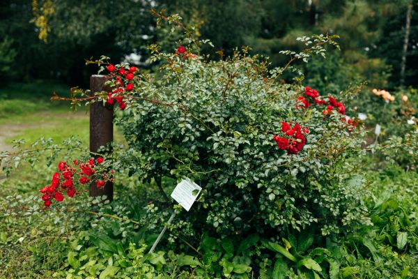 Cost of Rose Bush Removal in Castle Rock