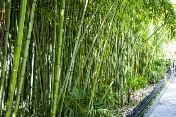 Cost of Bamboo Root Removal in Castle Rock