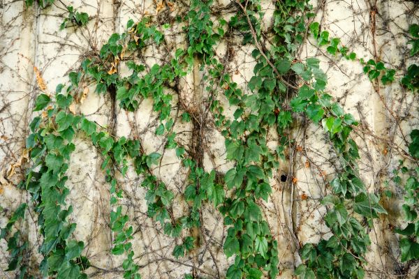 Cost of Vine Removal Service in Castle Rock