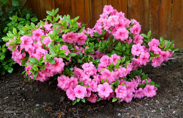 Cost of Azaleas Removal in Castle Rock