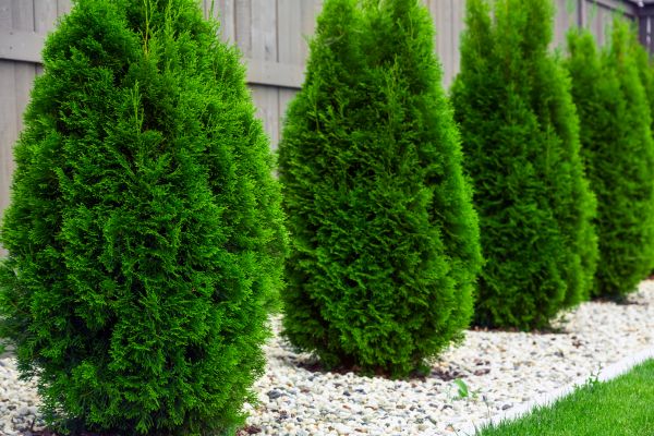 Cost of Arborvitae Removal in Castle Rock