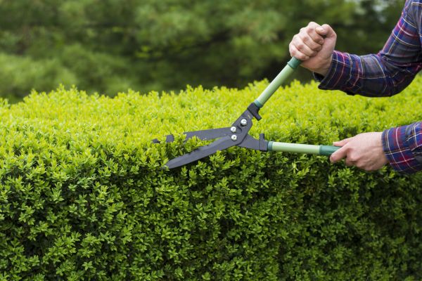Cost of Evergreen Shrub Pruning in Castle Rock