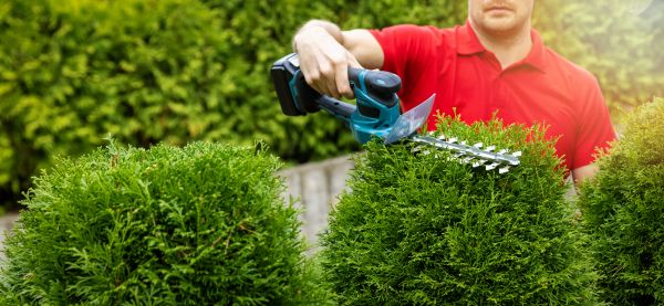 Cost of Hedge Shaping Service in Castle Rock
