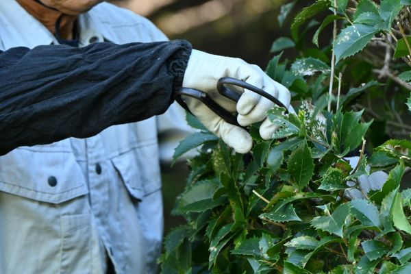 Holly Pruning