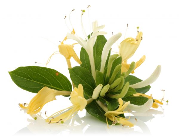 Honeysuckle Clearance