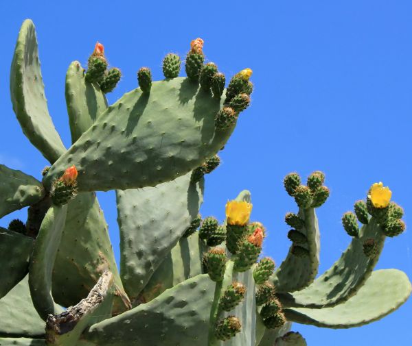 Cost of Cactus Removal in Castle Rock