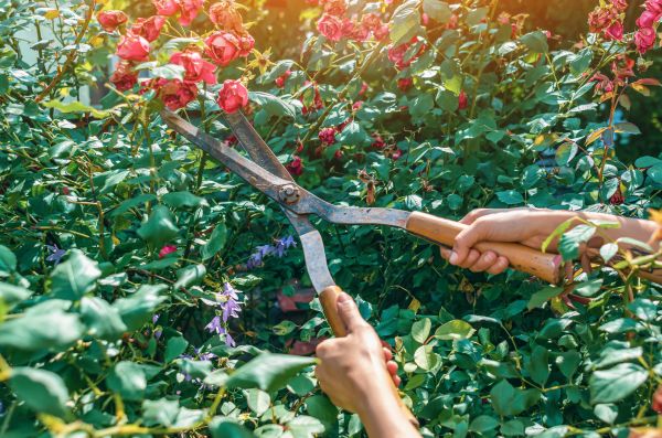Knockout Roses Pruning in Castle Rock