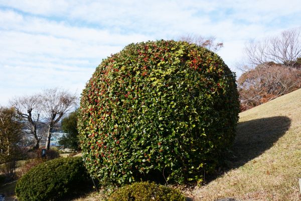 Holly Shrub Pruning in Castle Rock
