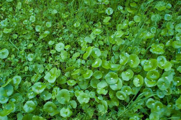 Vegetation Control Service