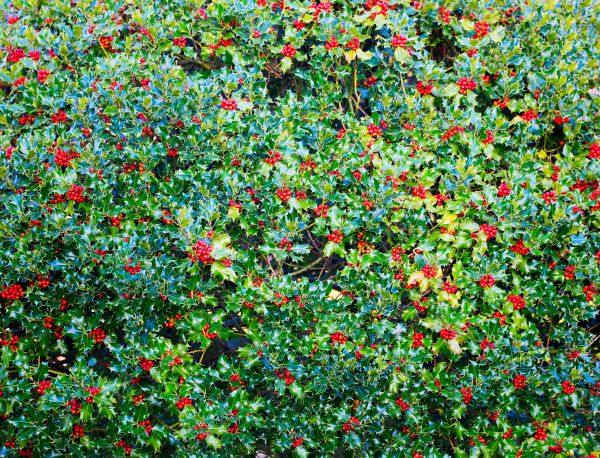 Cost of Holly Bush Removal in Castle Rock