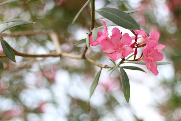 Cost of Oleander Removal in Castle Rock