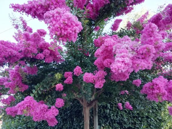 Crape Myrtle Pruning in Castle Rock