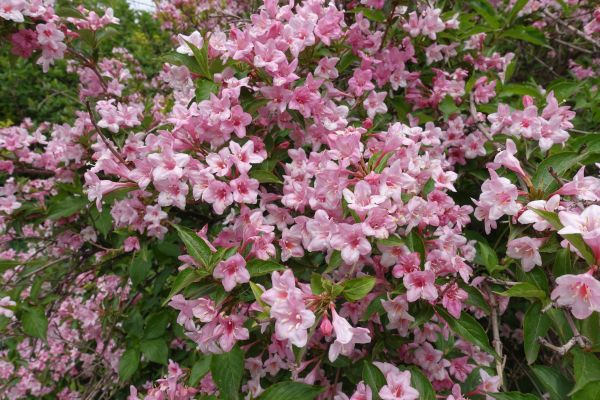 Weigela Trimming Service