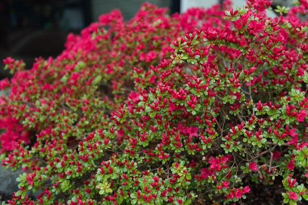 Cost of Weigela Removal Service in Castle Rock