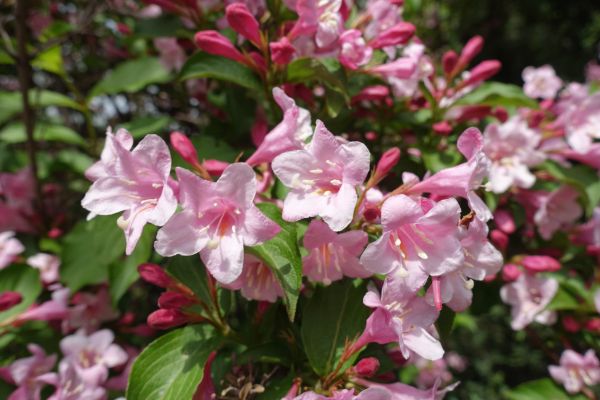 Cost of Weigela Pruning Service in Castle Rock