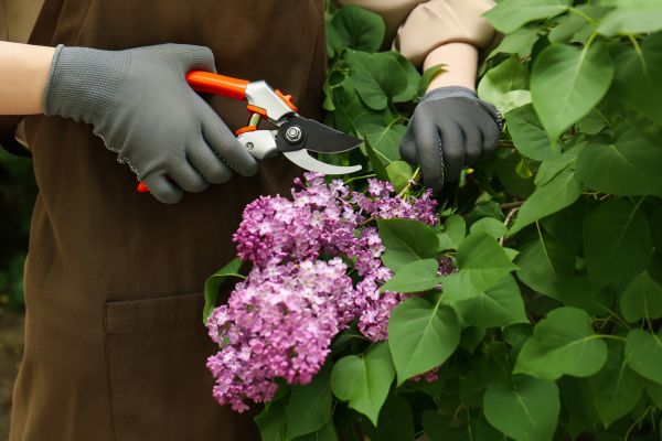Cost of Lilac Pruning Service in Castle Rock