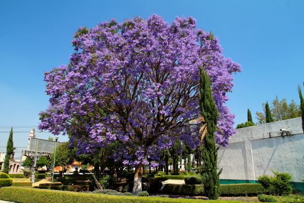 Cost of Jacaranda Pruning in Castle Rock