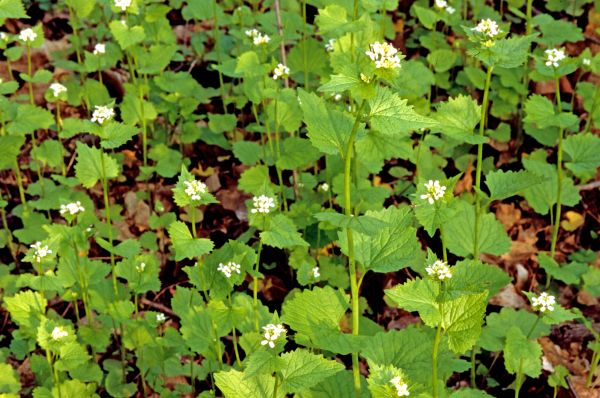Cost of Garlic Mustard Removal in Castle Rock