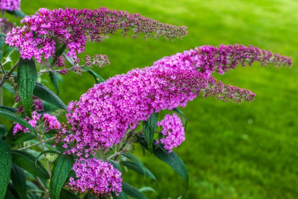 Cost of Butterfly Bush Removal in Castle Rock