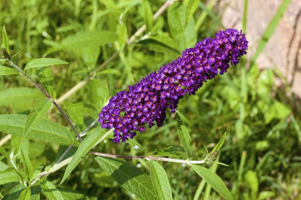 Butterfly Bush Pruning