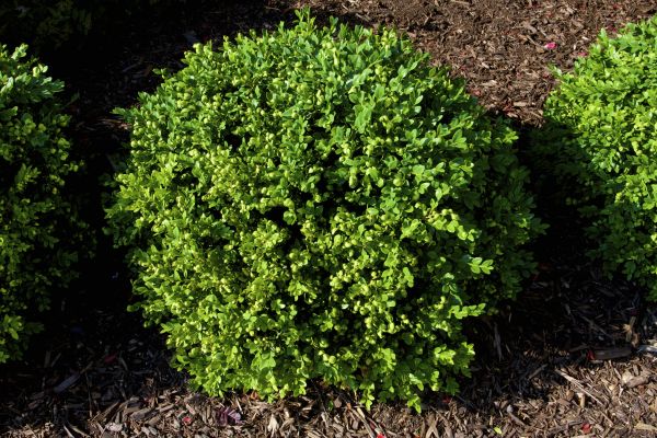 Cost of Boxwood Removal in Castle Rock