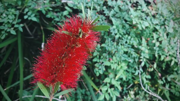 Cost of Bottlebrush Pruning in Castle Rock